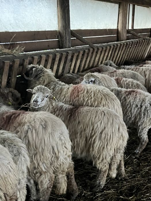 Vand 170 de oi de taiat
