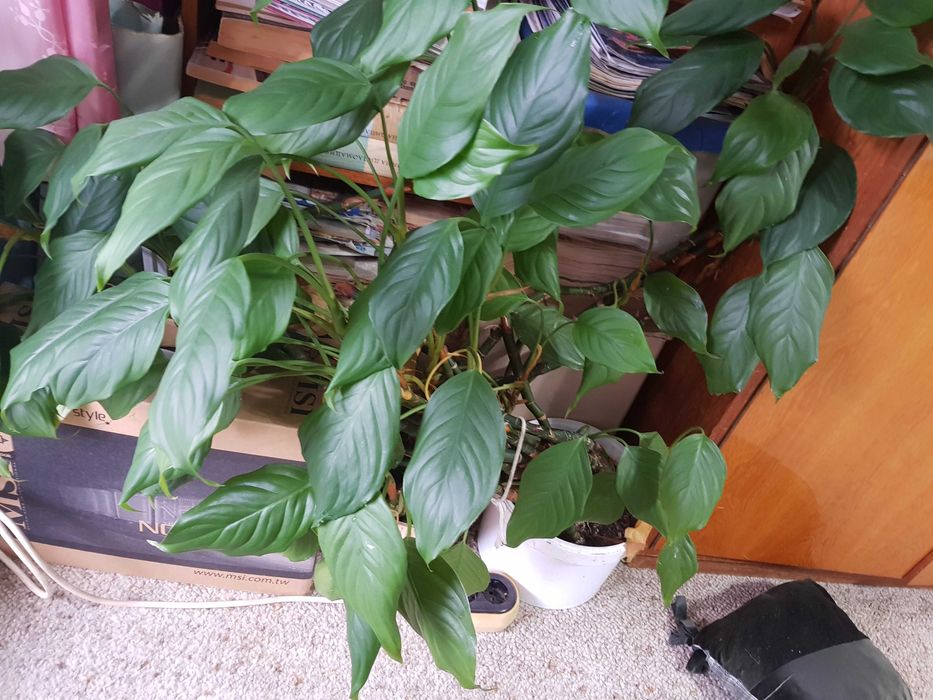 Стайно цвете в саксия спатифилум