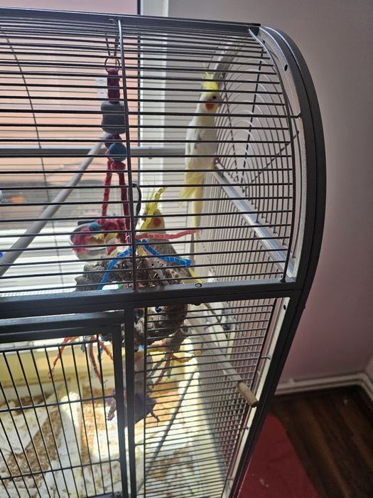 Papagali Nimfe au in jur la 4 ani