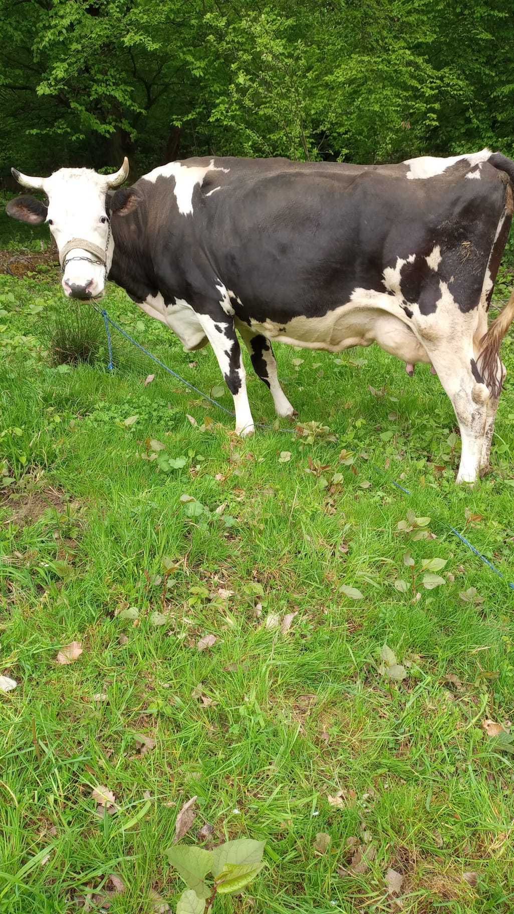 Vaca rasa holstein