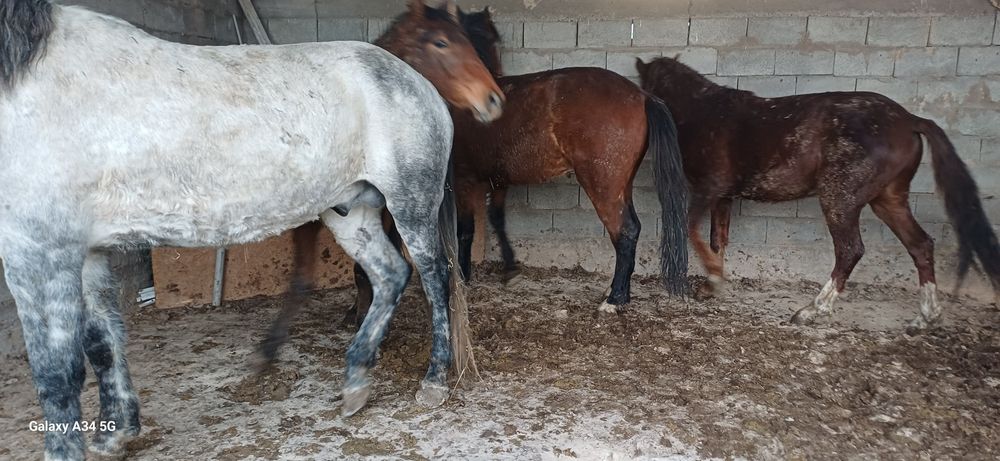 Семиз согым сатамын