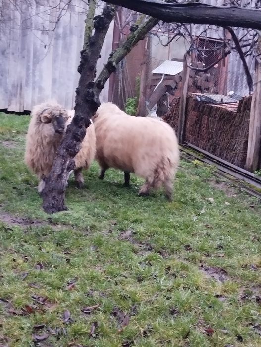 Vând berbeci mior și stramior