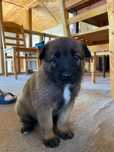 Ciobănesc belgian Malinois
