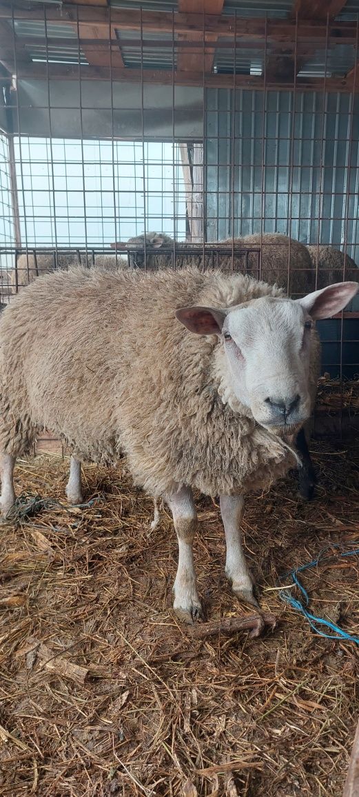 Vand oaie si berbec texel