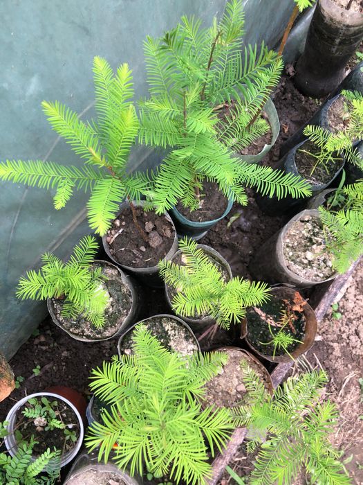 Chiparos de balta-Taxodium distichum si alte specii ornamentale