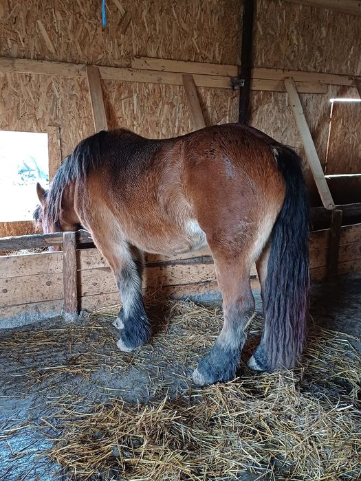 Mânză Ardeneză de vânzare