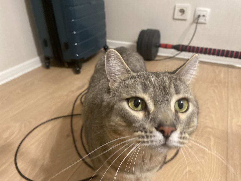 Коротко-шерстная домашняя кошка