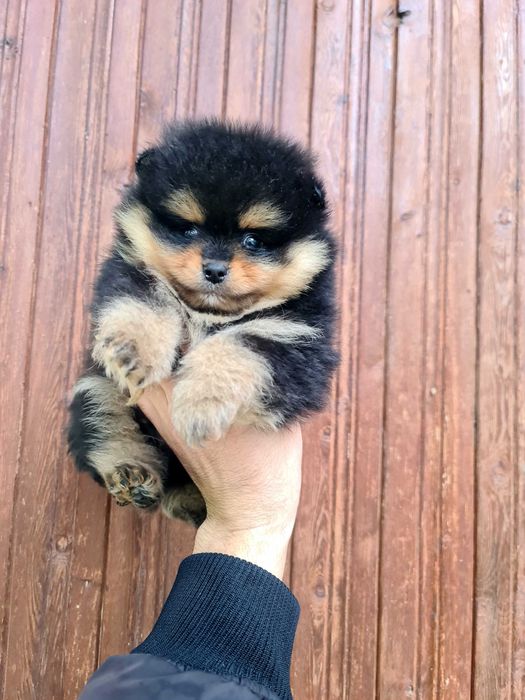 Померан померан.