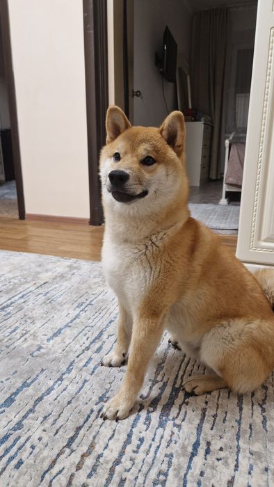 Отдам собаку сиба-ину