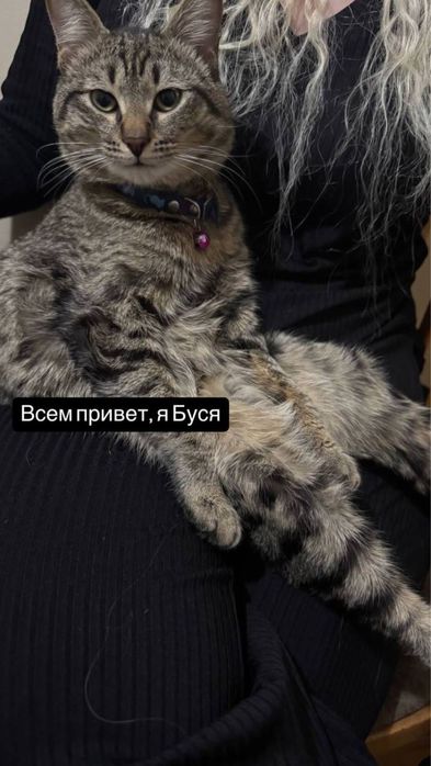 Отдается в добрые руки кот!
