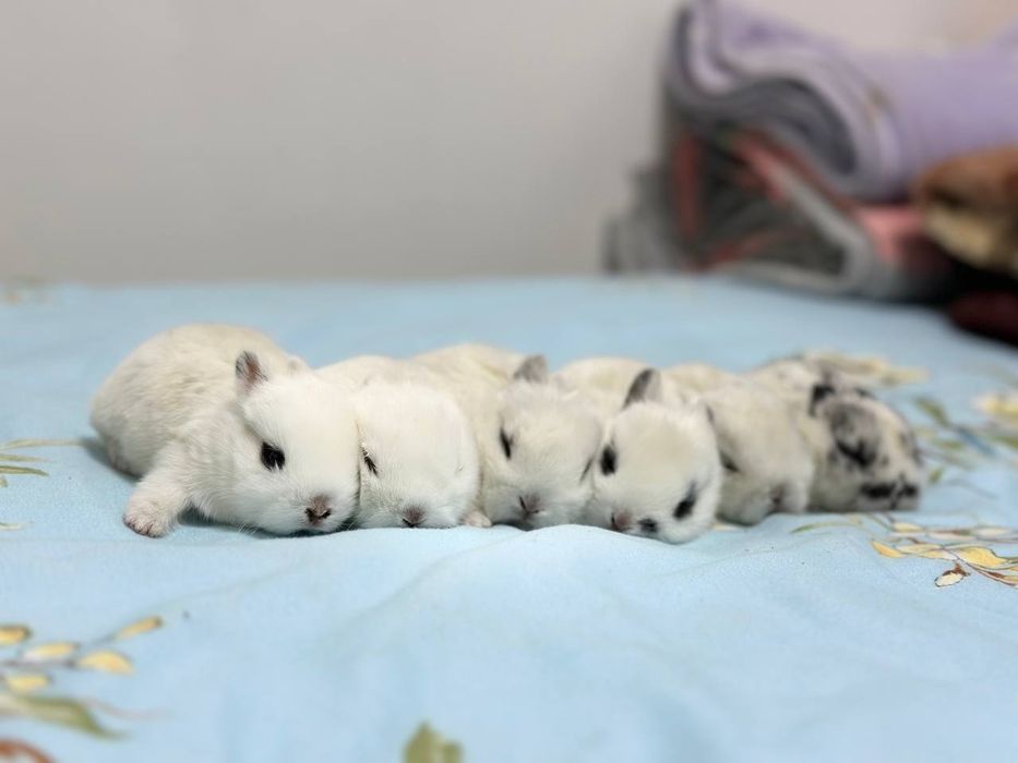 "Basmala farm" fermasidan osmaydigan quyonchalar