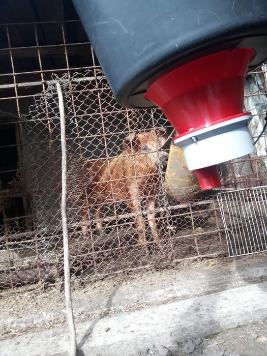 Hrănitoare automata(H-5) pentru pasari(găini,rațe,curcani),ovine