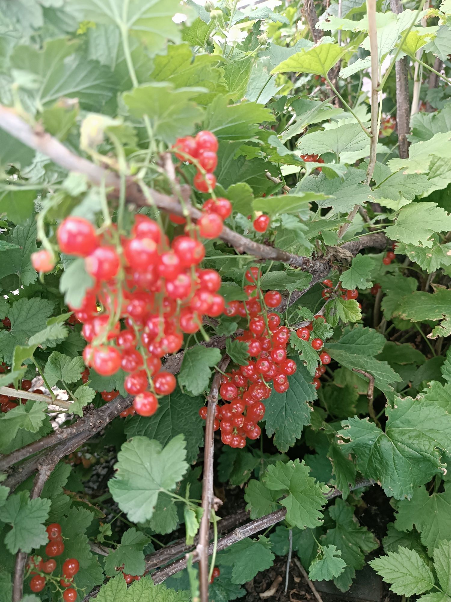 Красная смородина