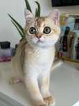 Baietel superb, british shorthair !!