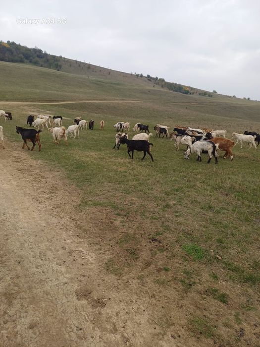 Vând 53 de capre