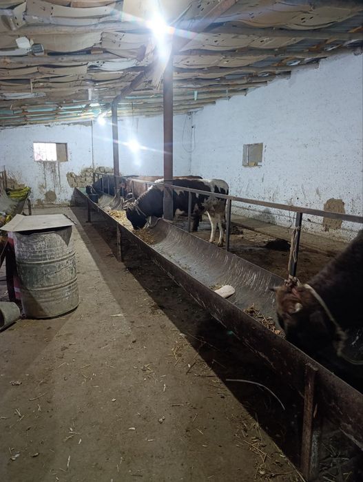 Mol firmasida mollar uchun oxir sotiladi