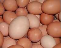 Домашни яйца от свободни кокошки. На картон