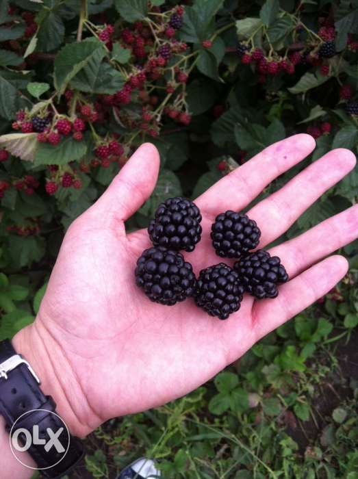 Producator Butasi plante ornamentale de gradina, Buxus, Tuya, Gard viu