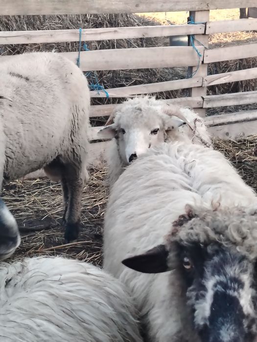 Berbecuti de vânzare și un mior