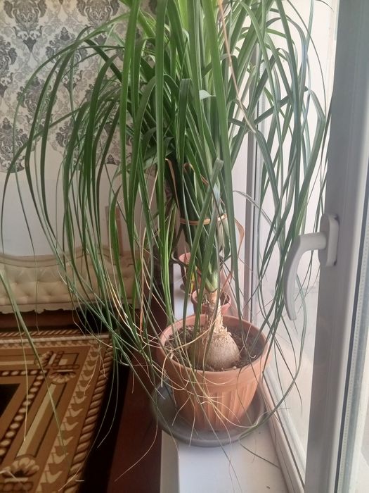 Gul  xona gullari