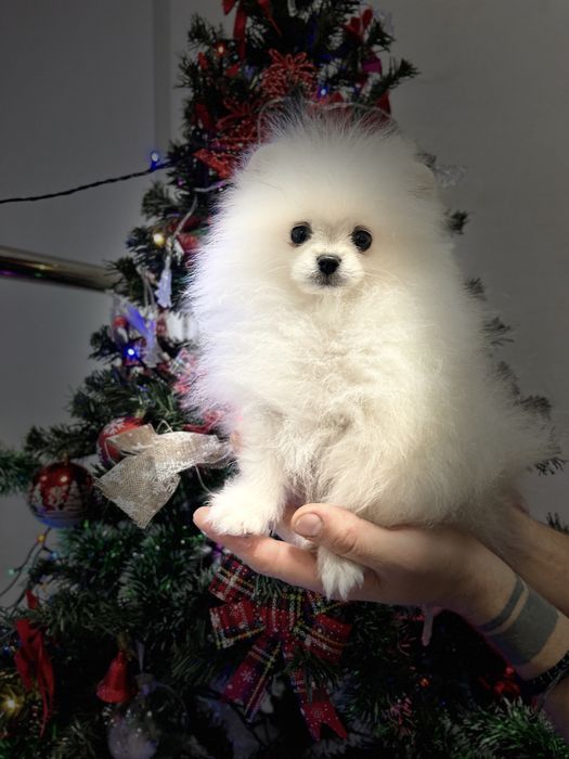 Pomeranian cu pedigree UCHR
