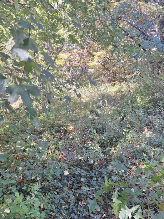 Парцел с постройка в село Кошарица