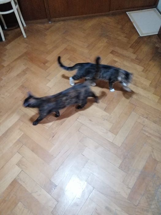 Donatie pisoi cuplu mama + un pui