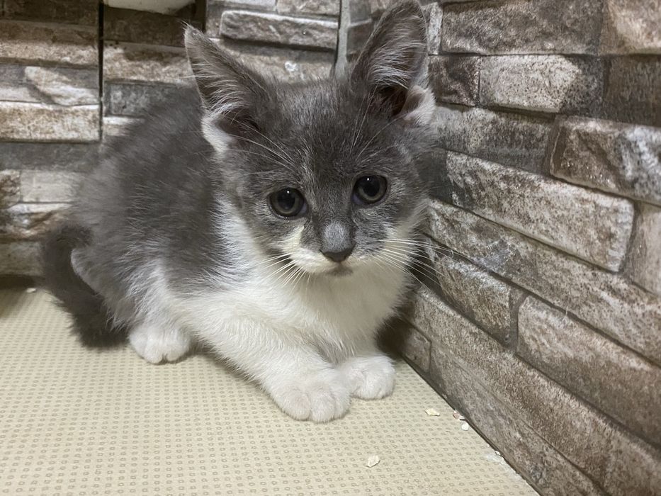 Pisicuțe spre adoptie!