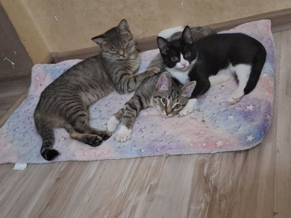 Котята и их мама в поисках любящих семей