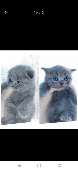 Продаются котята шикарные