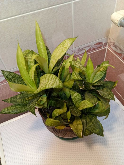 Растение       .