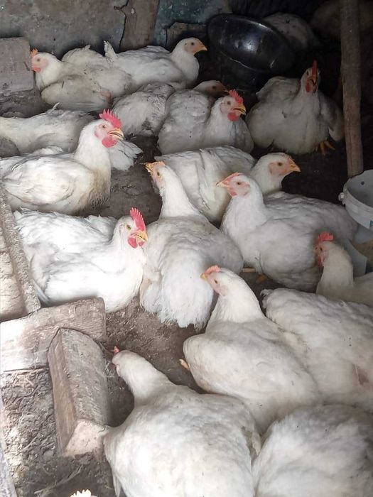 pui de carne de vanzare