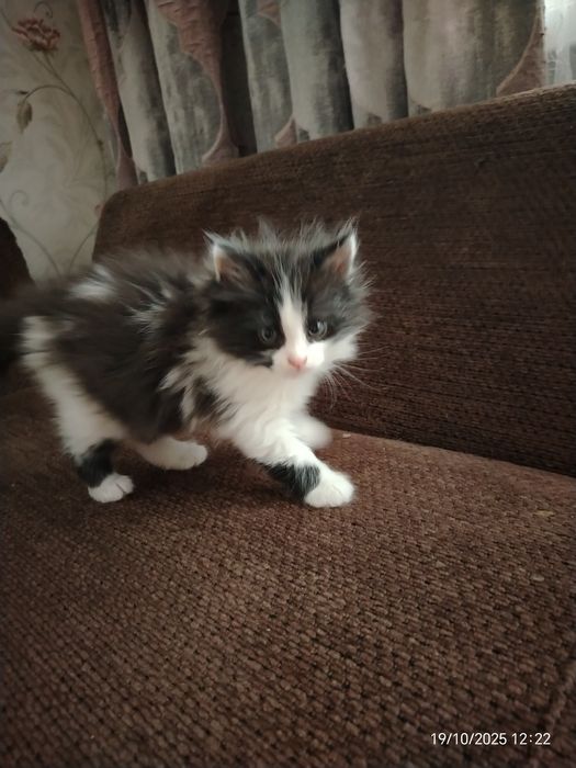 Малыши 1,5 мес. Пушистики. В любящую, ответтвенную семью.