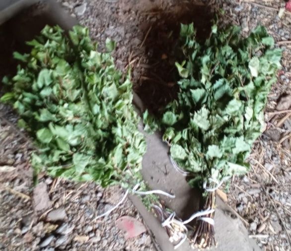 Веники берёзовые