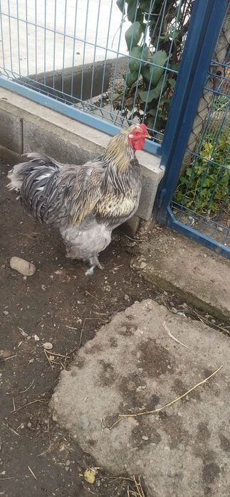 Cocoși brahman 2024/2025