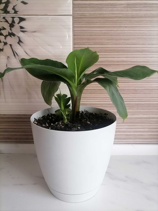 Продам банан сорт Муса