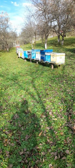 Urgent vand familii de albine