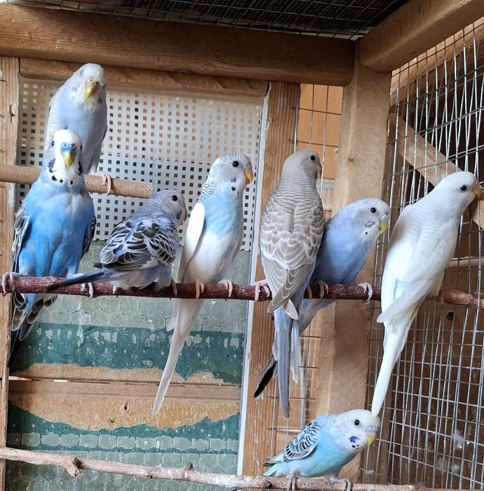 Волнистые попугаии 2-4 месяца