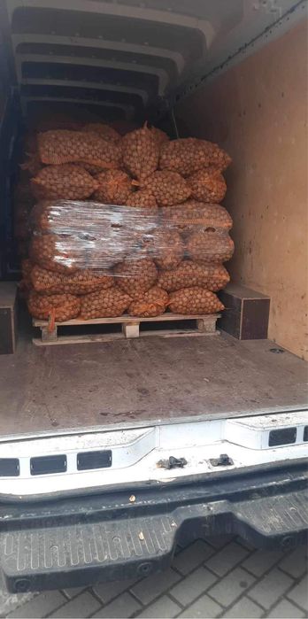 Nuci in coajă 2025 Cantități Mari