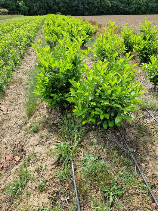 Prunus laurocerasus extra calitate