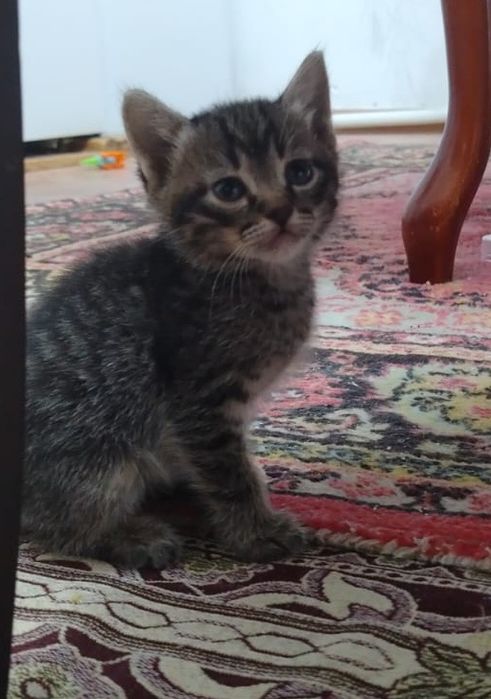 Отдам котят в добрые руки