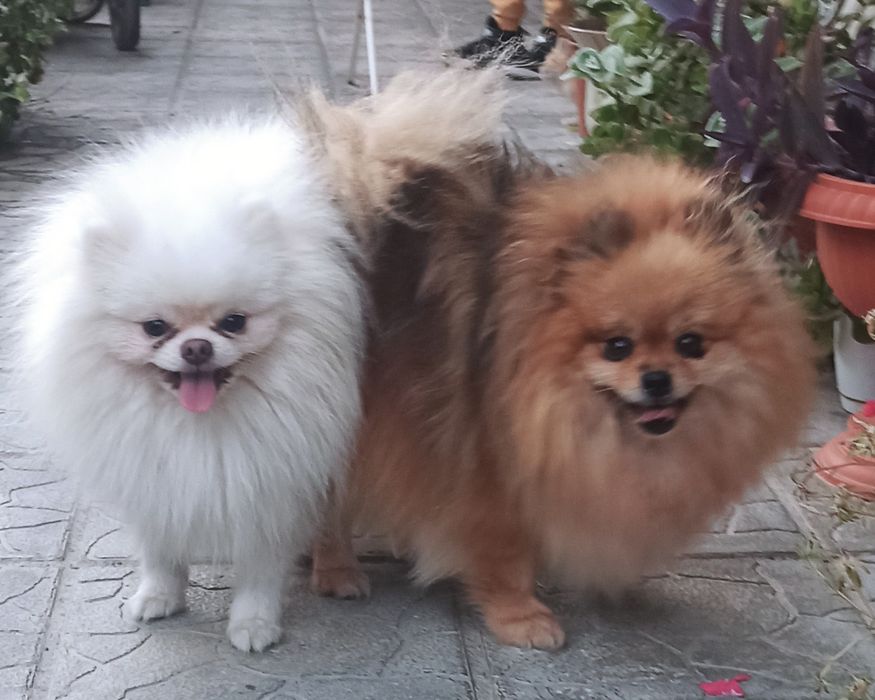 Померан, мини померан