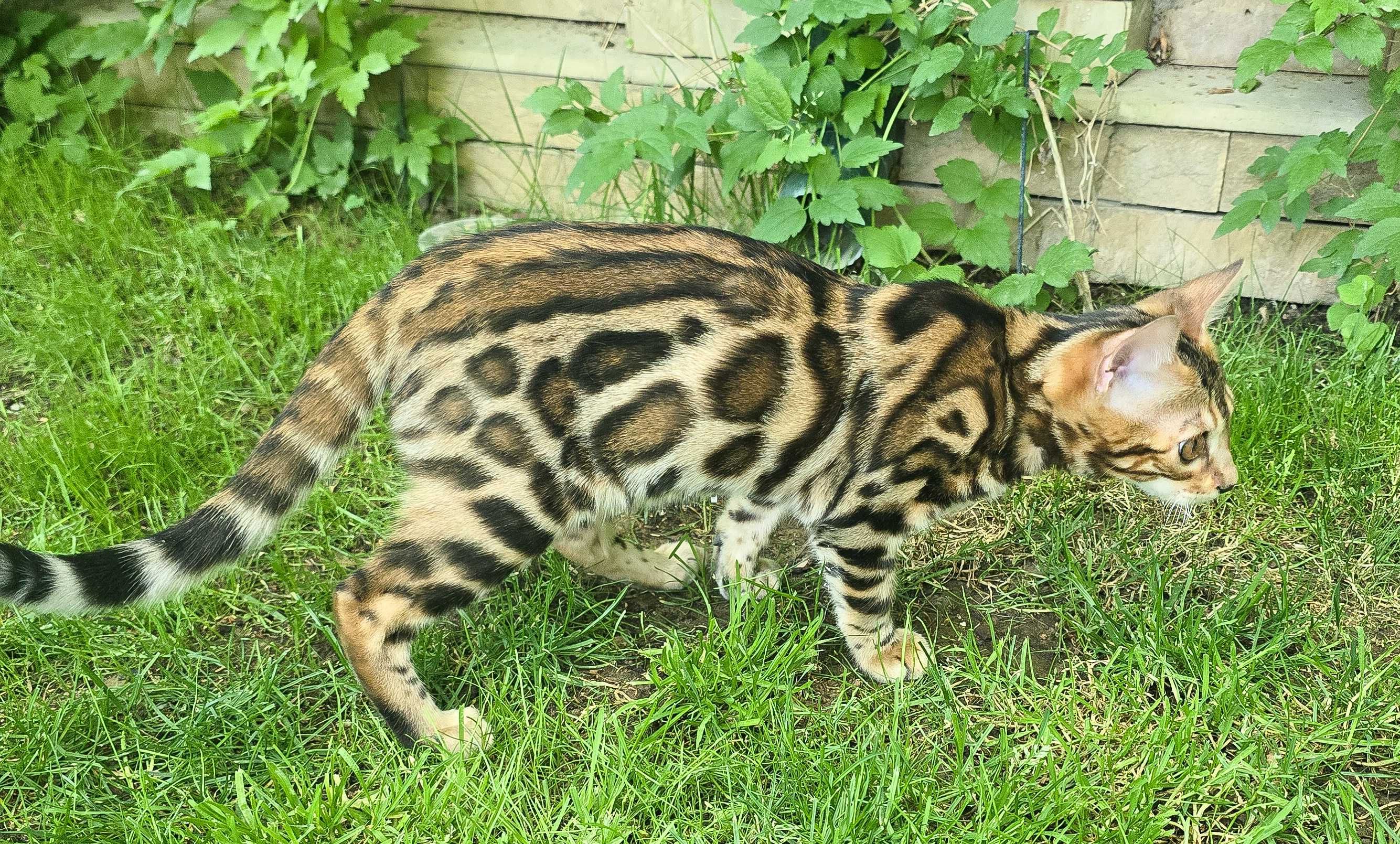 Бенгальский котенок чистокровный