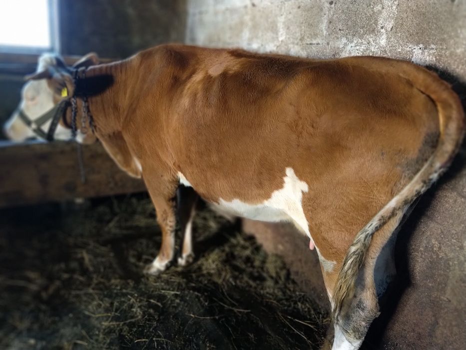 Vacă bălțată de lapte