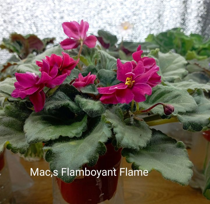 Продам фиалочки и глоксинии