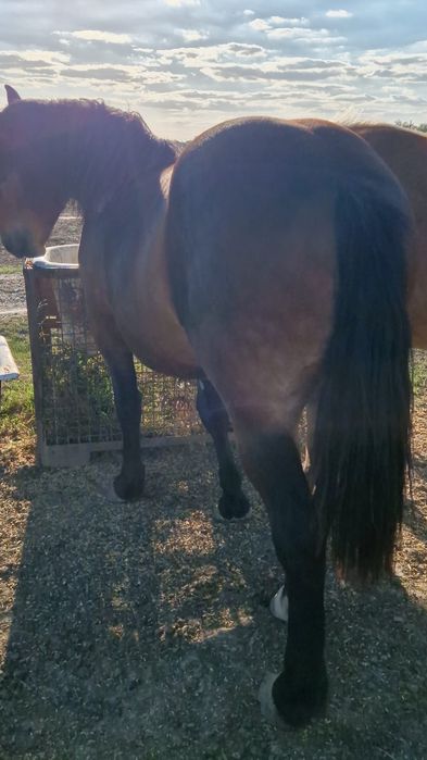 De vanzare manza grea