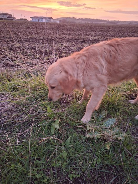 Голдън ретривър женски