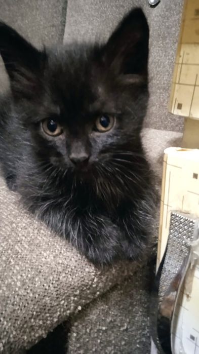 Отдам котят в добрые руки)