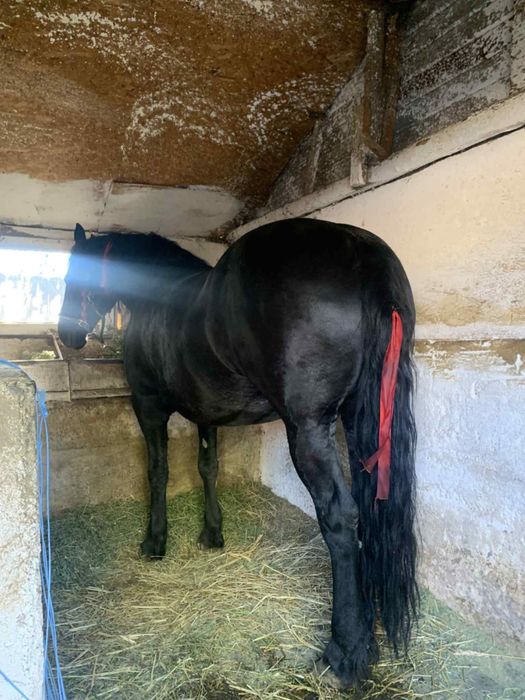 De vanzare sah schimb