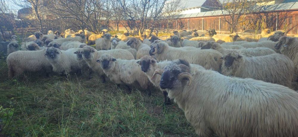 Oi de vanzare -Neamt